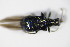  (Deporaus mannerheimii - GBOL_Col_FK_0080)  @13 [ ] CreativeCommons - Attribution Non-Commercial Share-Alike (2015) Unspecified SNSB, Zoologische Staatssammlung Muenchen