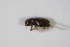  ( - GBOL_Col_FK_0094)  @11 [ ] CreativeCommons - Attribution Non-Commercial Share-Alike (2015) Unspecified SNSB, Zoologische Staatssammlung Muenchen