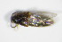  ( - GBOL_Col_FK_0108)  @12 [ ] CreativeCommons - Attribution Non-Commercial Share-Alike (2015) Unspecified SNSB, Zoologische Staatssammlung Muenchen
