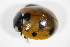  ( - GBOL_Col_FK_0110)  @13 [ ] CreativeCommons - Attribution Non-Commercial Share-Alike (2015) Unspecified SNSB, Zoologische Staatssammlung Muenchen