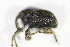  ( - GBOL_Col_FK_0121)  @12 [ ] CreativeCommons - Attribution Non-Commercial Share-Alike (2015) Unspecified SNSB, Zoologische Staatssammlung Muenchen