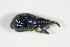  ( - GBOL_Col_FK_0139)  @11 [ ] CreativeCommons - Attribution Non-Commercial Share-Alike (2015) Unspecified SNSB, Zoologische Staatssammlung Muenchen