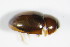  ( - GBOL_Col_FK_0143)  @12 [ ] CreativeCommons - Attribution Non-Commercial Share-Alike (2015) Unspecified SNSB, Zoologische Staatssammlung Muenchen