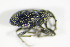  ( - GBOL_Col_FK_0149)  @12 [ ] CreativeCommons - Attribution Non-Commercial Share-Alike (2015) Unspecified SNSB, Zoologische Staatssammlung Muenchen