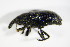  ( - GBOL_Col_FK_0167)  @13 [ ] CreativeCommons - Attribution Non-Commercial Share-Alike (2015) Unspecified SNSB, Zoologische Staatssammlung Muenchen
