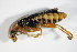  ( - GBOL_Col_FK_0177)  @13 [ ] CreativeCommons - Attribution Non-Commercial Share-Alike (2015) Unspecified SNSB, Zoologische Staatssammlung Muenchen