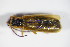  ( - GBOL_Col_FK_0192)  @12 [ ] CreativeCommons - Attribution Non-Commercial Share-Alike (2015) Unspecified SNSB, Zoologische Staatssammlung Muenchen