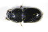  ( - GBOL_Col_FK_0197)  @12 [ ] CreativeCommons - Attribution Non-Commercial Share-Alike (2015) Unspecified SNSB, Zoologische Staatssammlung Muenchen