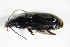  ( - GBOL_Col_FK_0207)  @13 [ ] CreativeCommons - Attribution Non-Commercial Share-Alike (2015) Unspecified SNSB, Zoologische Staatssammlung Muenchen
