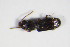  (Cryptolestes spartii - GBOL_Col_FK_0239)  @13 [ ] CreativeCommons - Attribution Non-Commercial Share-Alike (2015) Unspecified SNSB, Zoologische Staatssammlung Muenchen