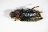  ( - GBOL_Col_FK_0240)  @12 [ ] CreativeCommons - Attribution Non-Commercial Share-Alike (2015) Unspecified SNSB, Zoologische Staatssammlung Muenchen