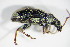  ( - GBOL_Col_FK_0280)  @12 [ ] CreativeCommons - Attribution Non-Commercial Share-Alike (2015) Unspecified SNSB, Zoologische Staatssammlung Muenchen