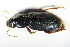  ( - GBOL_Col_FK_0297)  @11 [ ] CreativeCommons - Attribution Non-Commercial Share-Alike (2015) Unspecified SNSB, Zoologische Staatssammlung Muenchen