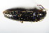  ( - GBOL_Col_FK_0298)  @12 [ ] CreativeCommons - Attribution Non-Commercial Share-Alike (2015) Unspecified SNSB, Zoologische Staatssammlung Muenchen