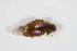  ( - GBOL_Col_FK_0331)  @11 [ ] CreativeCommons - Attribution Non-Commercial Share-Alike (2015) Unspecified SNSB, Zoologische Staatssammlung Muenchen