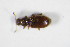  ( - GBOL_Col_FK_0332)  @11 [ ] CreativeCommons - Attribution Non-Commercial Share-Alike (2015) Unspecified SNSB, Zoologische Staatssammlung Muenchen