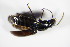  ( - GBOL_Col_FK_0346)  @12 [ ] CreativeCommons - Attribution Non-Commercial Share-Alike (2015) Unspecified SNSB, Zoologische Staatssammlung Muenchen