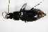  ( - GBOL_Col_FK_0349)  @12 [ ] CreativeCommons - Attribution Non-Commercial Share-Alike (2015) Unspecified SNSB, Zoologische Staatssammlung Muenchen