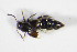  ( - GBOL_Col_FK_0370)  @11 [ ] CreativeCommons - Attribution Non-Commercial Share-Alike (2015) Unspecified SNSB, Zoologische Staatssammlung Muenchen