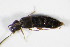  ( - GBOL_Col_FK_0373)  @11 [ ] CreativeCommons - Attribution Non-Commercial Share-Alike (2015) Unspecified SNSB, Zoologische Staatssammlung Muenchen