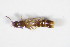  ( - GBOL_Col_FK_0376)  @12 [ ] CreativeCommons - Attribution Non-Commercial Share-Alike (2015) Unspecified SNSB, Zoologische Staatssammlung Muenchen
