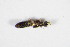  (Meotica exilis - GBOL_Col_FK_0377)  @13 [ ] CreativeCommons - Attribution Non-Commercial Share-Alike (2015) Unspecified SNSB, Zoologische Staatssammlung Muenchen