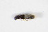  ( - GBOL_Col_FK_0378)  @11 [ ] CreativeCommons - Attribution Non-Commercial Share-Alike (2015) Unspecified SNSB, Zoologische Staatssammlung Muenchen