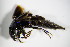  ( - GBOL_Col_FK_0968)  @13 [ ] CreativeCommons - Attribution Non-Commercial Share-Alike (2015) Unspecified SNSB, Zoologische Staatssammlung Muenchen