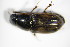  ( - GBOL_Col_FK_0979)  @12 [ ] CreativeCommons - Attribution Non-Commercial Share-Alike (2015) Unspecified SNSB, Zoologische Staatssammlung Muenchen