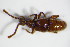  ( - GBOL_Col_FK_0994)  @13 [ ] CreativeCommons - Attribution Non-Commercial Share-Alike (2015) Unspecified SNSB, Zoologische Staatssammlung Muenchen