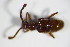  ( - GBOL_Col_FK_0995)  @11 [ ] CreativeCommons - Attribution Non-Commercial Share-Alike (2015) Unspecified SNSB, Zoologische Staatssammlung Muenchen