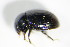  ( - GBOL_Col_FK_1001)  @12 [ ] CreativeCommons - Attribution Non-Commercial Share-Alike (2015) Unspecified SNSB, Zoologische Staatssammlung Muenchen