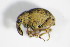  (Eubrychius - GBOL_Col_FK_1005)  @13 [ ] CreativeCommons - Attribution Non-Commercial Share-Alike (2015) Unspecified SNSB, Zoologische Staatssammlung Muenchen