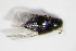 ( - GBOL_Col_FK_1023)  @12 [ ] CreativeCommons - Attribution Non-Commercial Share-Alike (2015) Unspecified SNSB, Zoologische Staatssammlung Muenchen