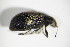  ( - GBOL_Col_FK_1026)  @12 [ ] CreativeCommons - Attribution Non-Commercial Share-Alike (2015) Unspecified SNSB, Zoologische Staatssammlung Muenchen