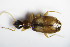  ( - GBOL_Col_FK_1049)  @11 [ ] CreativeCommons - Attribution Non-Commercial Share-Alike (2015) Unspecified SNSB, Zoologische Staatssammlung Muenchen