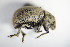  (Philopedon - GBOL_Col_FK_1057)  @13 [ ] CreativeCommons - Attribution Non-Commercial Share-Alike (2015) Unspecified SNSB, Zoologische Staatssammlung Muenchen