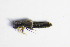  ( - GBOL_Col_FK_1073)  @11 [ ] CreativeCommons - Attribution Non-Commercial Share-Alike (2015) Unspecified SNSB, Zoologische Staatssammlung Muenchen