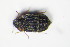  ( - GBOL_Col_FK_1088)  @11 [ ] CreativeCommons - Attribution Non-Commercial Share-Alike (2015) Unspecified SNSB, Zoologische Staatssammlung Muenchen