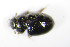  ( - GBOL_Col_FK_1096)  @12 [ ] CreativeCommons - Attribution Non-Commercial Share-Alike (2015) Unspecified SNSB, Zoologische Staatssammlung Muenchen