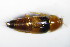  ( - GBOL_Col_FK_1109)  @13 [ ] CreativeCommons - Attribution Non-Commercial Share-Alike (2015) Unspecified SNSB, Zoologische Staatssammlung Muenchen