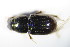  ( - GBOL_Col_FK_1113)  @12 [ ] CreativeCommons - Attribution Non-Commercial Share-Alike (2015) Unspecified SNSB, Zoologische Staatssammlung Muenchen