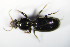  ( - GBOL_Col_FK_1116)  @12 [ ] CreativeCommons - Attribution Non-Commercial Share-Alike (2015) Unspecified SNSB, Zoologische Staatssammlung Muenchen