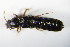  ( - GBOL_Col_FK_1127)  @13 [ ] CreativeCommons - Attribution Non-Commercial Share-Alike (2015) Unspecified SNSB, Zoologische Staatssammlung Muenchen