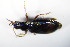  ( - GBOL_Col_FK_1130)  @12 [ ] CreativeCommons - Attribution Non-Commercial Share-Alike (2015) Unspecified SNSB, Zoologische Staatssammlung Muenchen