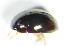  ( - GBOL_Col_FK_1159)  @12 [ ] CreativeCommons - Attribution Non-Commercial Share-Alike (2015) Unspecified SNSB, Zoologische Staatssammlung Muenchen