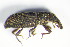 ( - GBOL_Col_FK_1174)  @12 [ ] CreativeCommons - Attribution Non-Commercial Share-Alike (2015) Unspecified SNSB, Zoologische Staatssammlung Muenchen