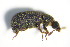 ( - GBOL_Col_FK_1182)  @13 [ ] CreativeCommons - Attribution Non-Commercial Share-Alike (2015) Unspecified SNSB, Zoologische Staatssammlung Muenchen