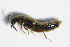  ( - GBOL_Col_FK_1184)  @11 [ ] CreativeCommons - Attribution Non-Commercial Share-Alike (2015) Unspecified SNSB, Zoologische Staatssammlung Muenchen