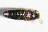  ( - GBOL_Col_FK_1185)  @11 [ ] CreativeCommons - Attribution Non-Commercial Share-Alike (2015) Unspecified SNSB, Zoologische Staatssammlung Muenchen